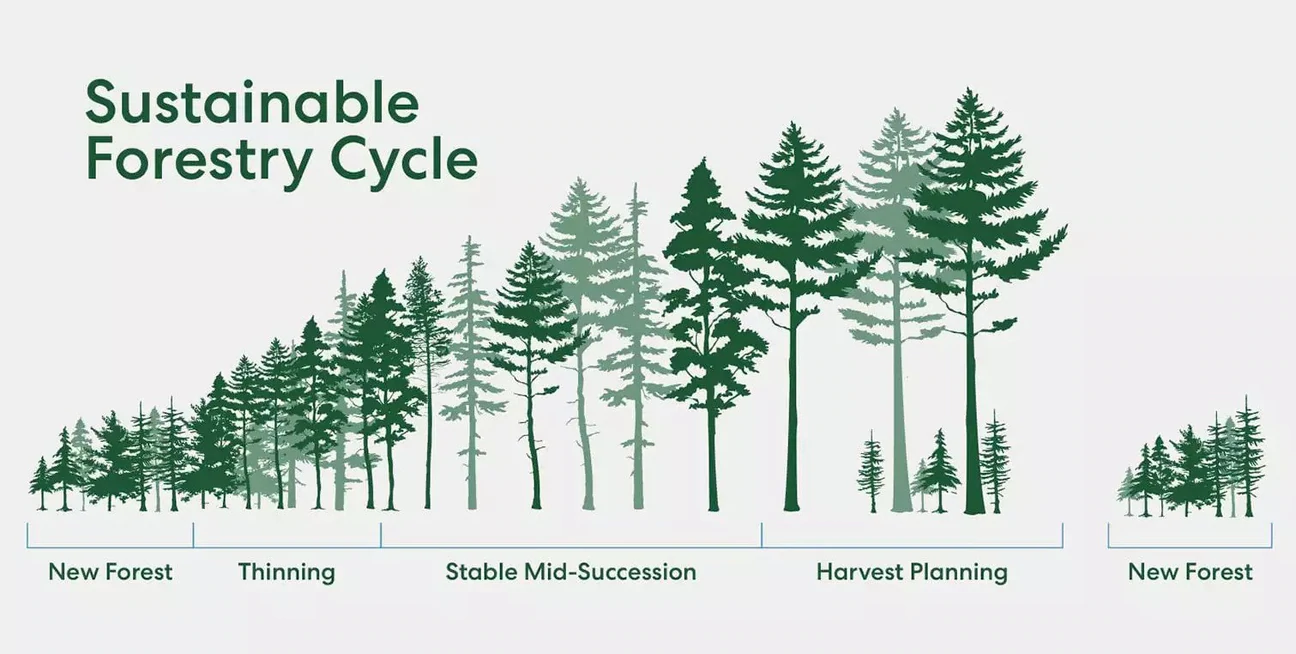 Sustainable_forestry_Cycle_1296x